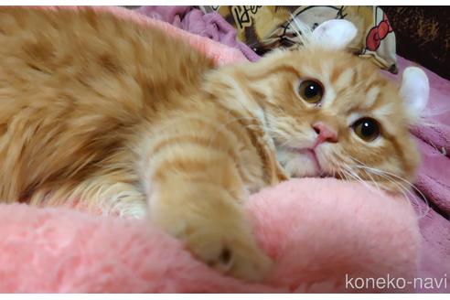 成約済の愛知県のマンチカン(短足)-49836の5枚目