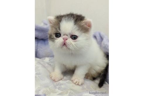 販売中の広島県のエキゾチックショートヘア-54098