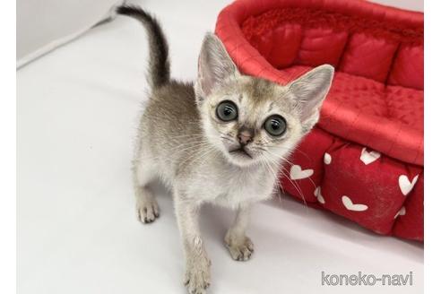成約済の愛知県のシンガプーラ-54110の3枚目