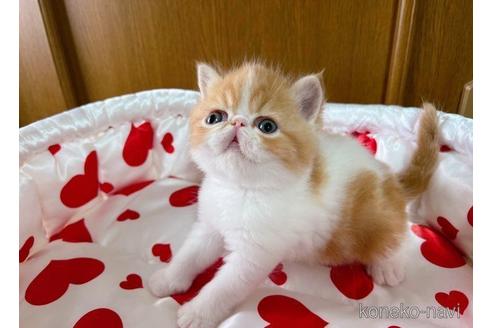 成約済の高知県のエキゾチックショートヘア-54138の5枚目