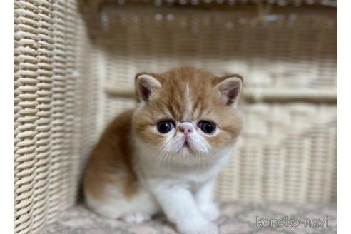 販売中の高知県のエキゾチックショートヘア-54138