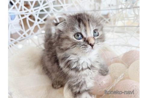 販売中の滋賀県のスコティッシュフォールド-54169