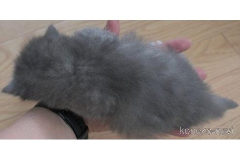 成約済の茨城県のノルウェージャンフォレストキャット-54229の2枚目