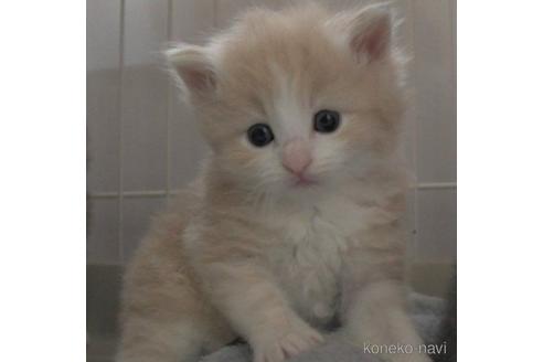 成約済の茨城県のノルウェージャンフォレストキャット-54230