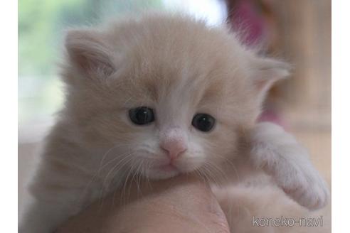 成約済の茨城県のノルウェージャンフォレストキャット-54230の3枚目