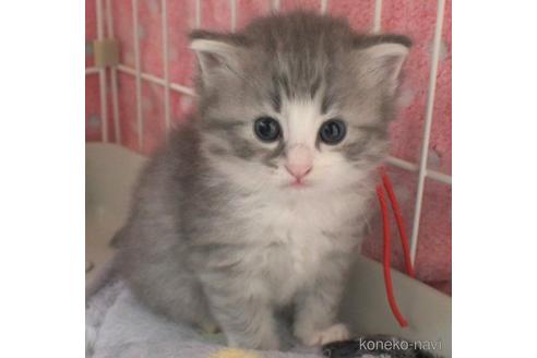 成約済の茨城県のノルウェージャンフォレストキャット-54234の1枚目