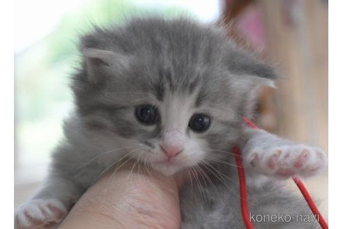 成約済の茨城県のノルウェージャンフォレストキャット-54234の3枚目