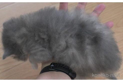 成約済の茨城県のノルウェージャンフォレストキャット-54236の2枚目