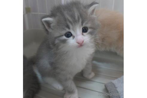 成約済の茨城県のノルウェージャンフォレストキャット-54236の1枚目