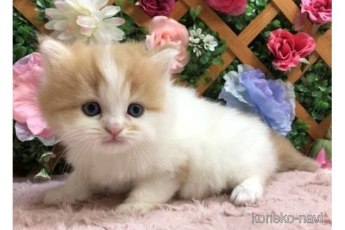 販売中の長野県のスコティッシュフォールド-54250