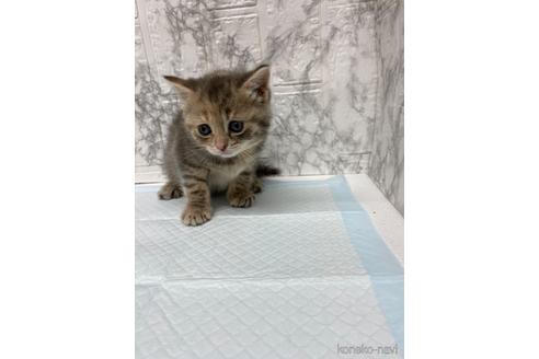販売中の群馬県のスコティッシュストレート-54294