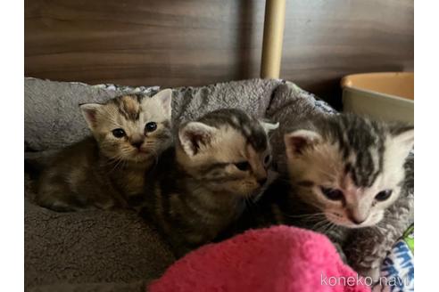 成約済の千葉県のアメリカンショートヘア-54303の21枚目