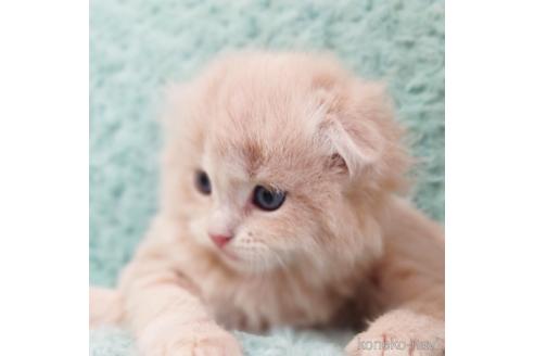 成約済の群馬県のスコティッシュフォールド(折れ耳)-53788の14枚目