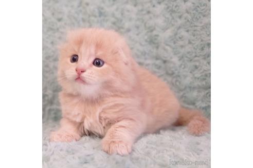 成約済の群馬県のスコティッシュフォールド(折れ耳)-53788の12枚目