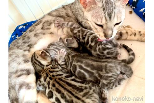 成約済の静岡県のベンガル-52975の82枚目