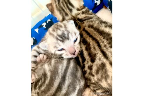 成約済の静岡県のベンガル-52975の78枚目