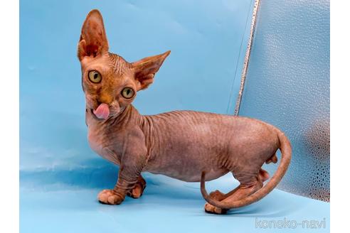 成約済の東京都のバンビーノ-48162の7枚目