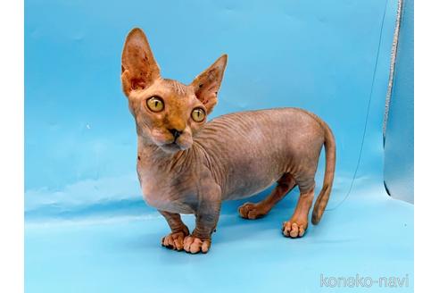 成約済の東京都のバンビーノ-48162の6枚目