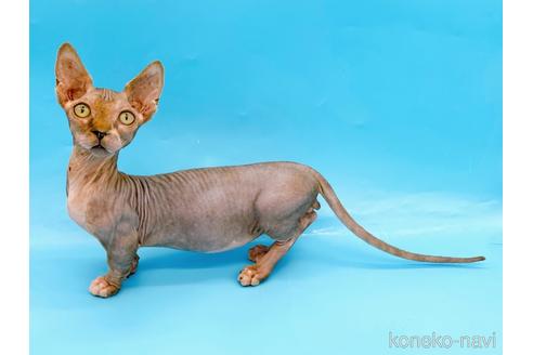 成約済の東京都のバンビーノ-48162の5枚目