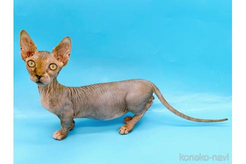 成約済の東京都のバンビーノ-48162の4枚目