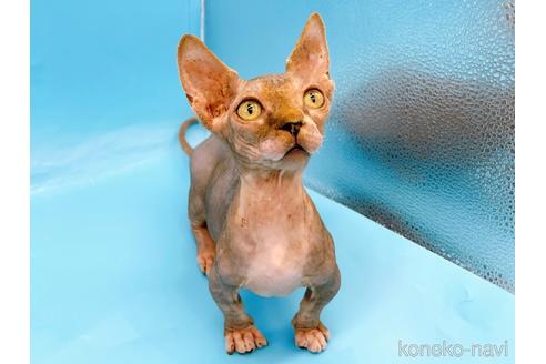 成約済の東京都のバンビーノ-48162の3枚目