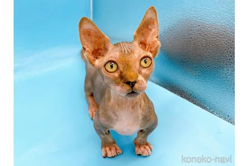 成約済の東京都のバンビーノ-48162の2枚目