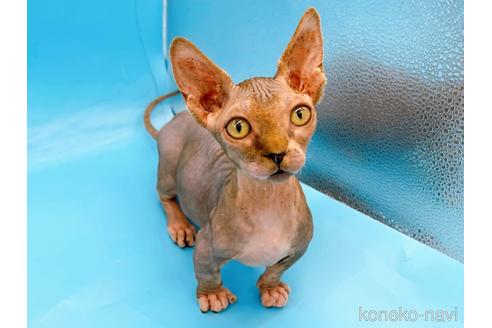 成約済の東京都のバンビーノ-48162