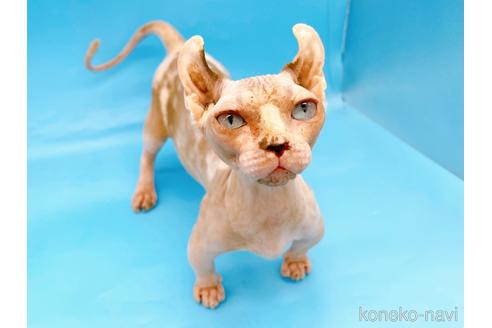 成約済の東京都のその他の猫種-31114の17枚目