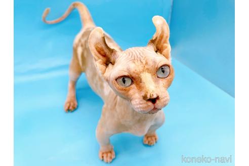 成約済の東京都のその他の猫種-31114の14枚目