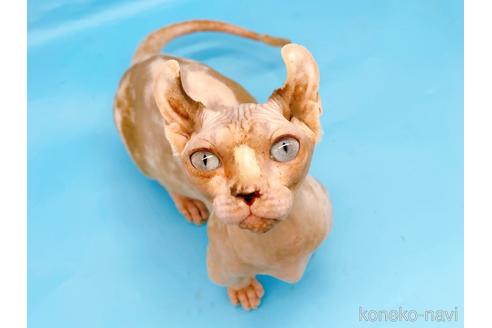 成約済の東京都のその他の猫種-31114の15枚目