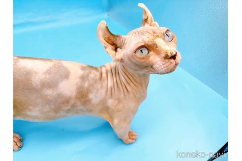 成約済の東京都のその他の猫種-31114の16枚目