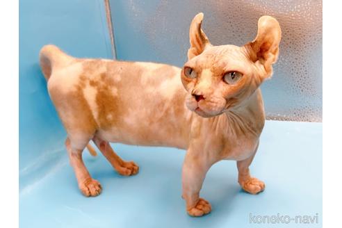 成約済の東京都のその他の猫種-31114の13枚目