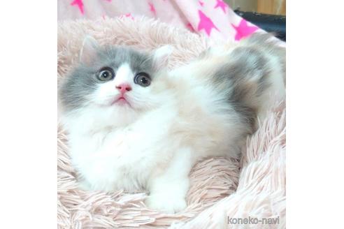 成約済の愛知県のマンチカン(短足)-54349の3枚目