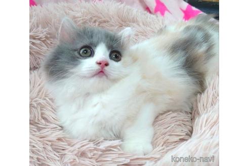 成約済の愛知県のマンチカン(短足)-54349の4枚目