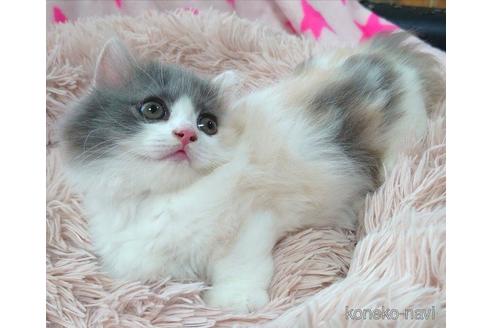 成約済の愛知県のマンチカン(短足)-54349の5枚目