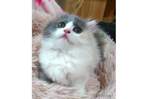 成約済の愛知県のマンチカン(短足)-54349の2枚目