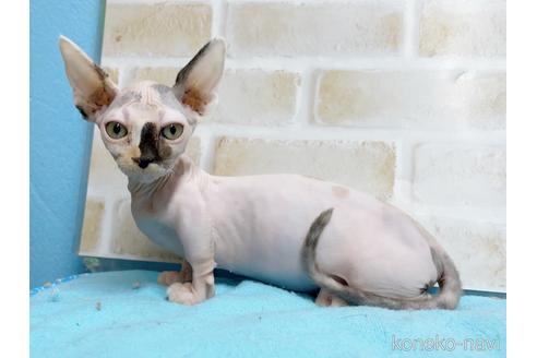 成約済の東京都のバンビーノ-51709の3枚目