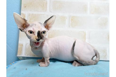 成約済の東京都のバンビーノ-51709の4枚目