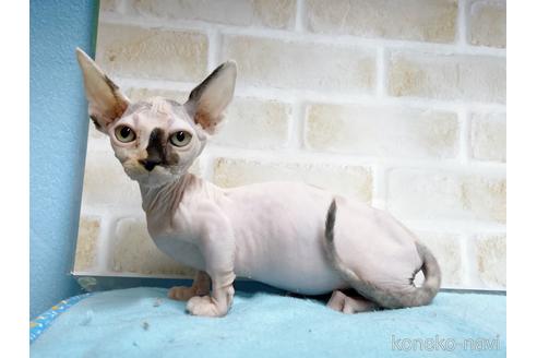 成約済の東京都のバンビーノ-51709の2枚目