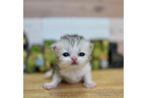 販売中の北海道のセルカークレックス-54476
