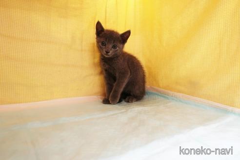 成約済の東京都のロシアンブルー-54493の1枚目