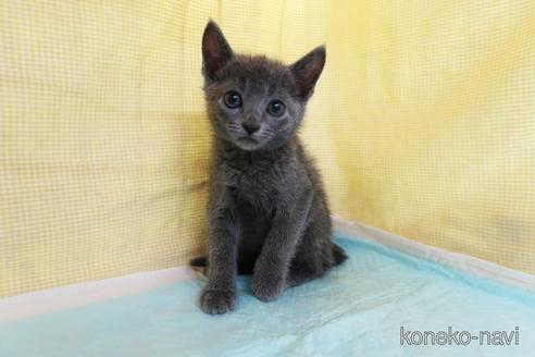 成約済の東京都のロシアンブルー-54493の2枚目