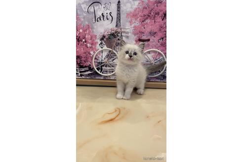 成約済の東京都のラグドール-48888の1枚目