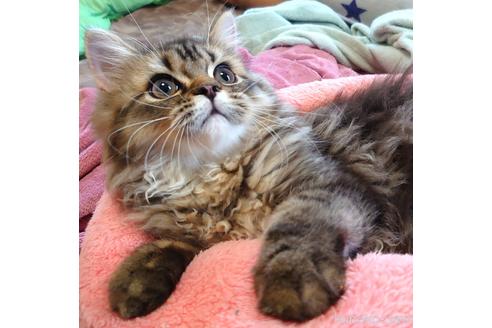 成約済の愛知県のペルシャ(チンチラ)-52200