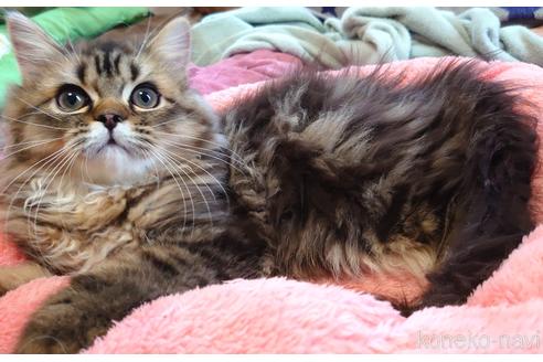 成約済の愛知県のペルシャ(チンチラ)-52200の5枚目