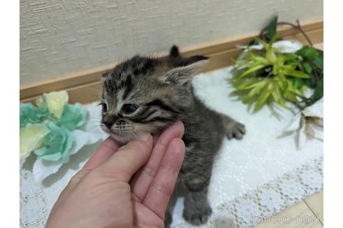 成約済の広島県のミックス-53718の20枚目