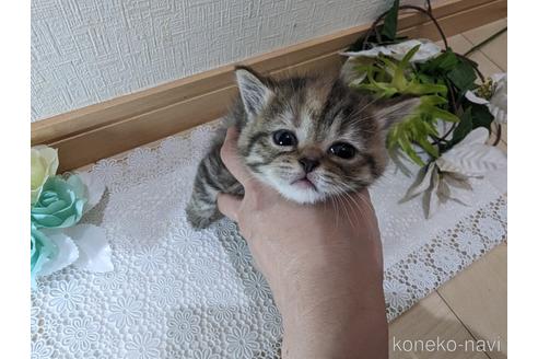 成約済の広島県のミックス-53716の71枚目