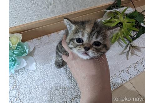 成約済の広島県のミックス-53716の67枚目