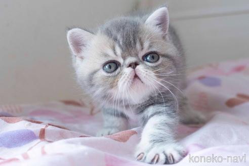 成約済の東京都のエキゾチックショートヘア-54573の1枚目