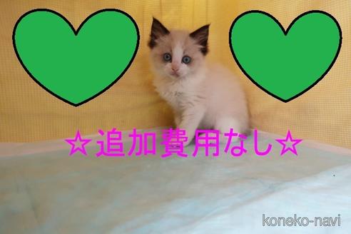 成約済の東京都のラグドール-53987